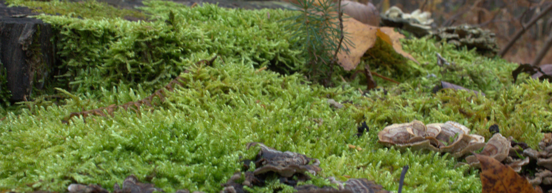 Biology - 5th Edition - Book Review